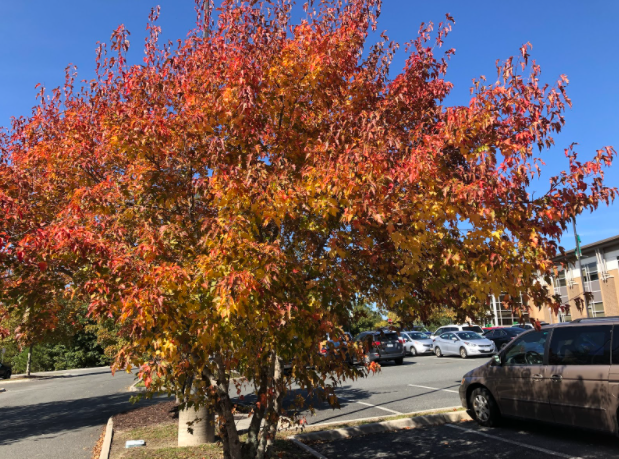 With the passing of the Autumn Equinox, it is officially fall and the leaves at Clover Hill are beginning to change color.