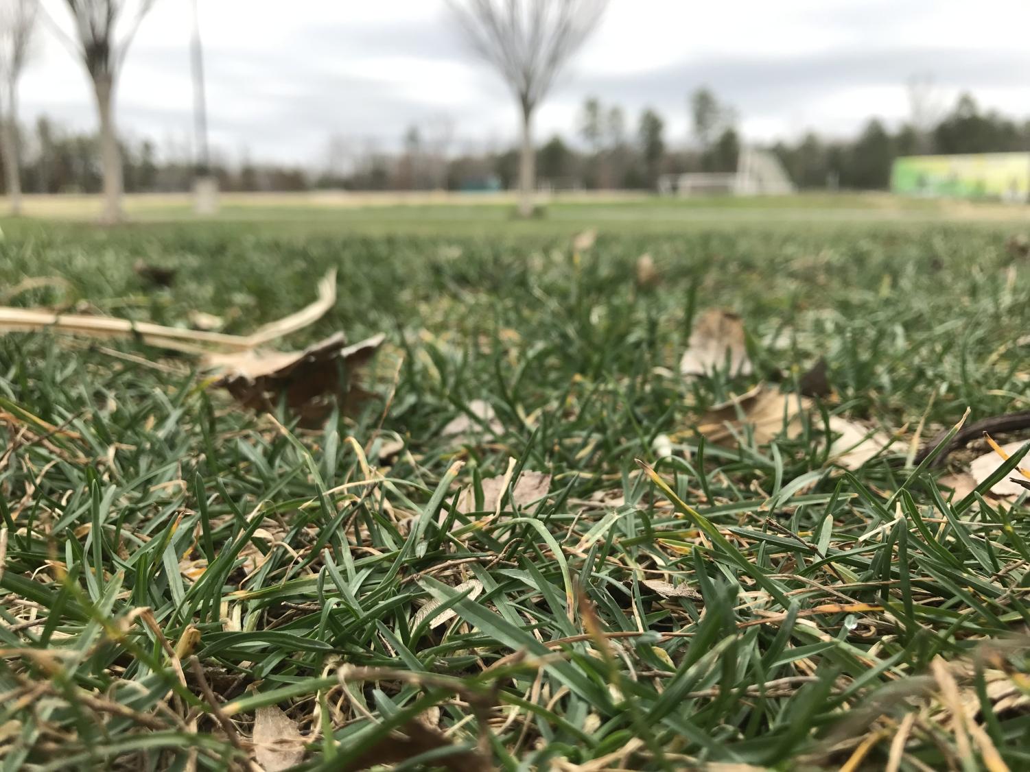 Turf grass on the campus of Clover Hill High School.
