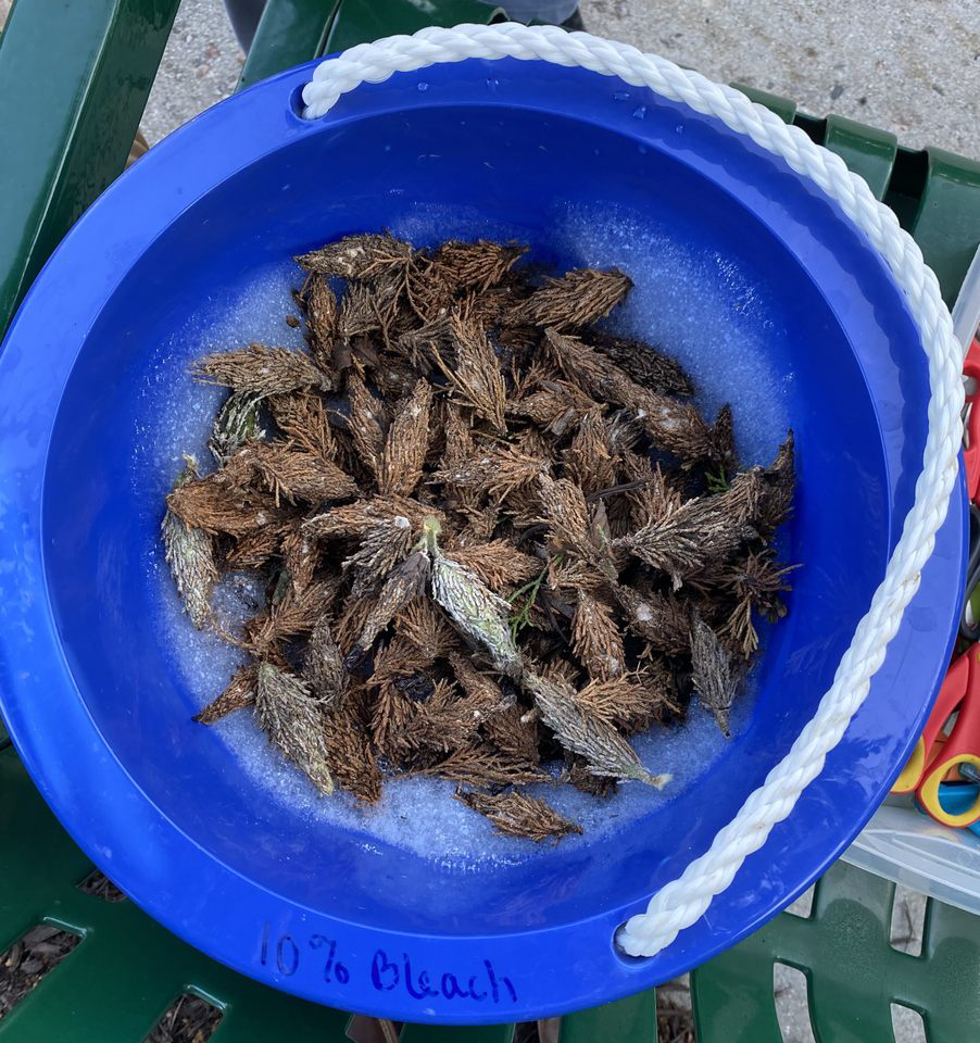 A bucket full of bagworm moths collected by the Bio Club