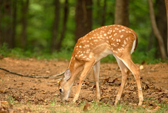 A deer in CWD infected forests