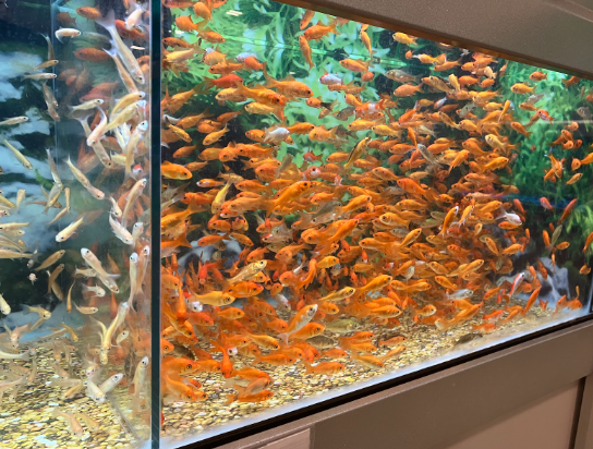 Hundreds of small goldfish were packed into a single tank to be sold as live food for larger fish. These fish have been put at a very high risk of exposure to diseases, and if they survive they could spread illness to the pets theyre fed to.
