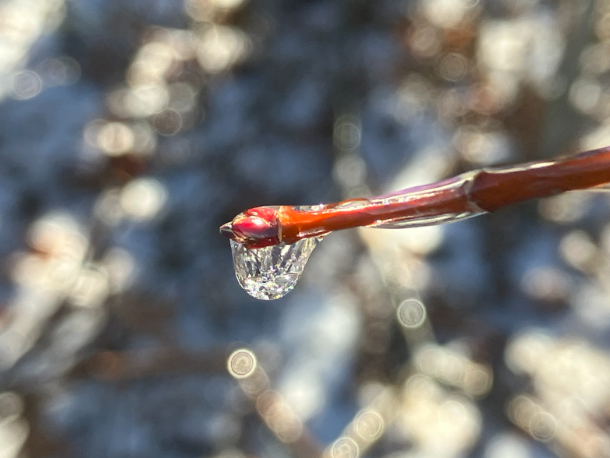 Drops of water froze in place on twigs before they could fall to the ground.
