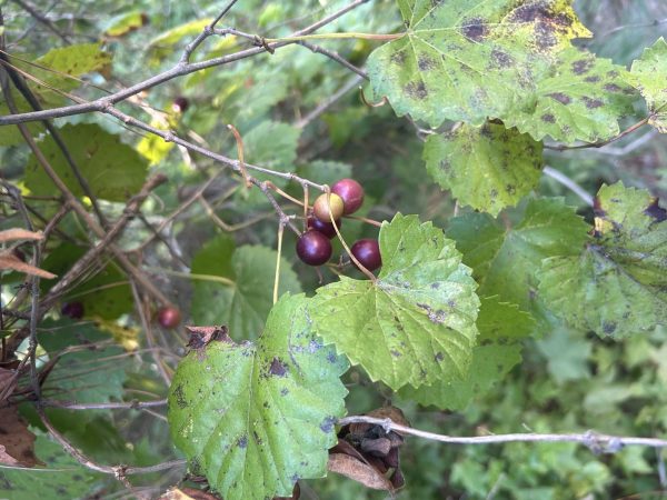 Muscadine grapes ripening on the Clover Hill campus