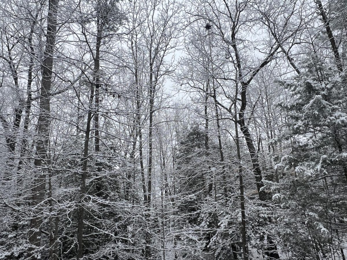 Picture of snow covered trees