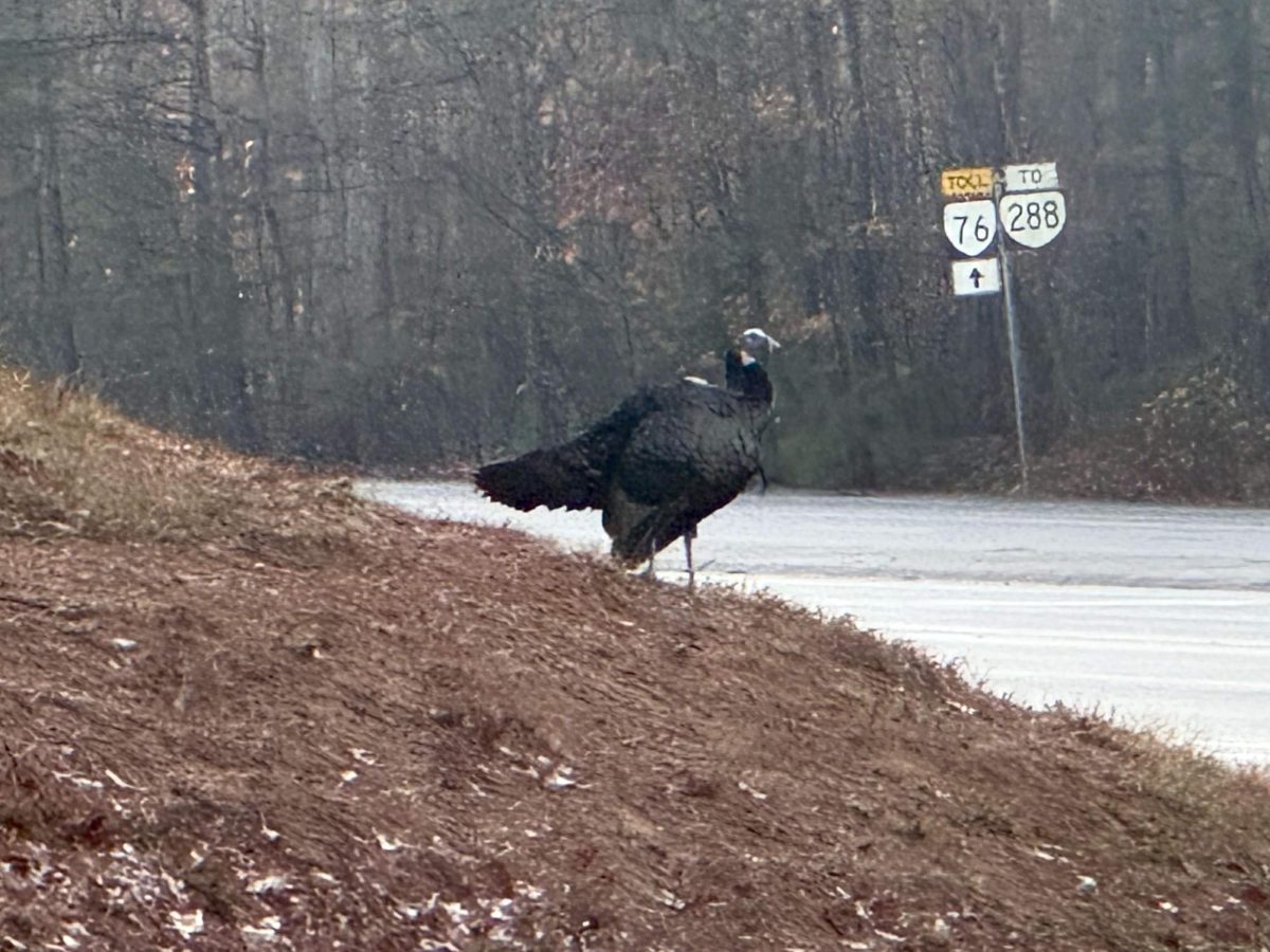 Turkey on Nov. 19th at 7:30 AM in its usual spot overlooking the intersection of Charter Colony Parkway and Old Hundred Road
