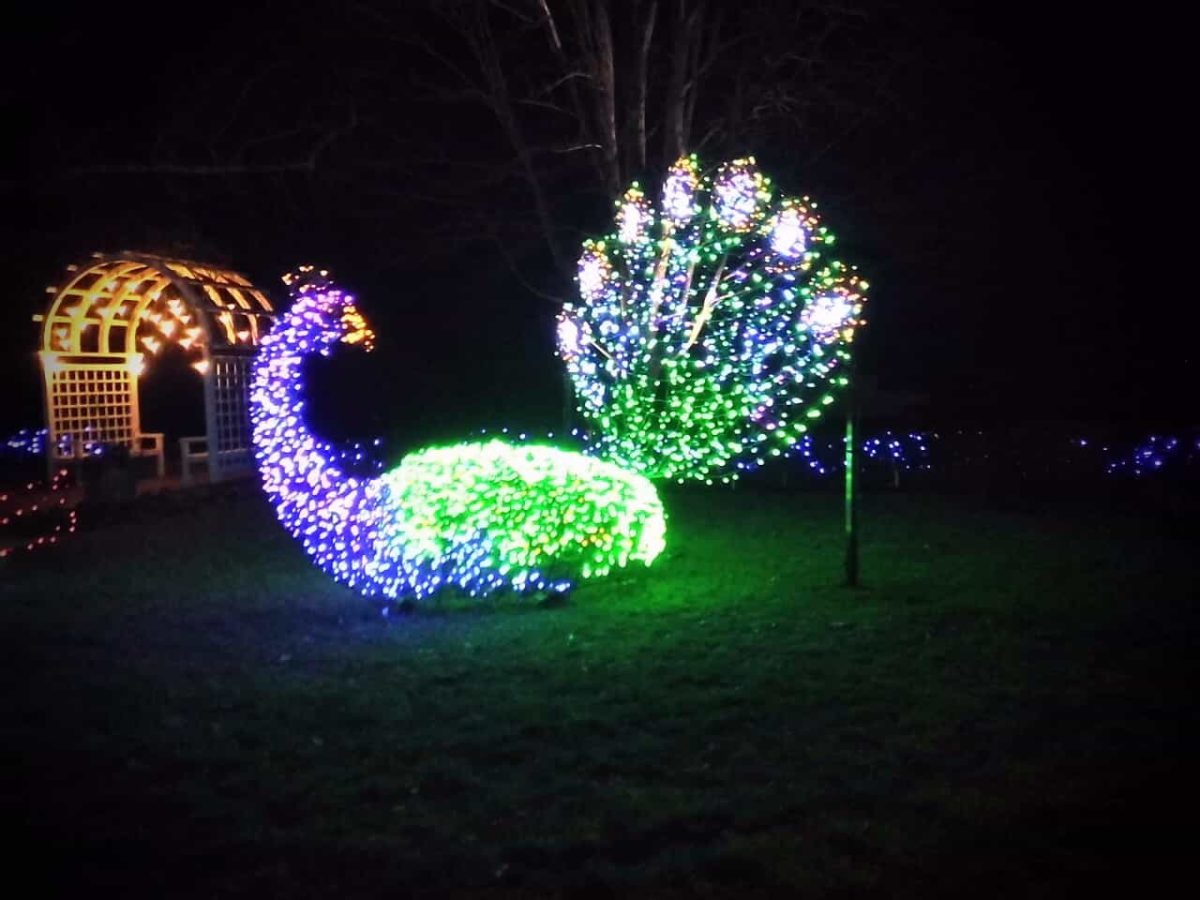 Illuminated peacock at the Lewis Ginter Botanical Garden